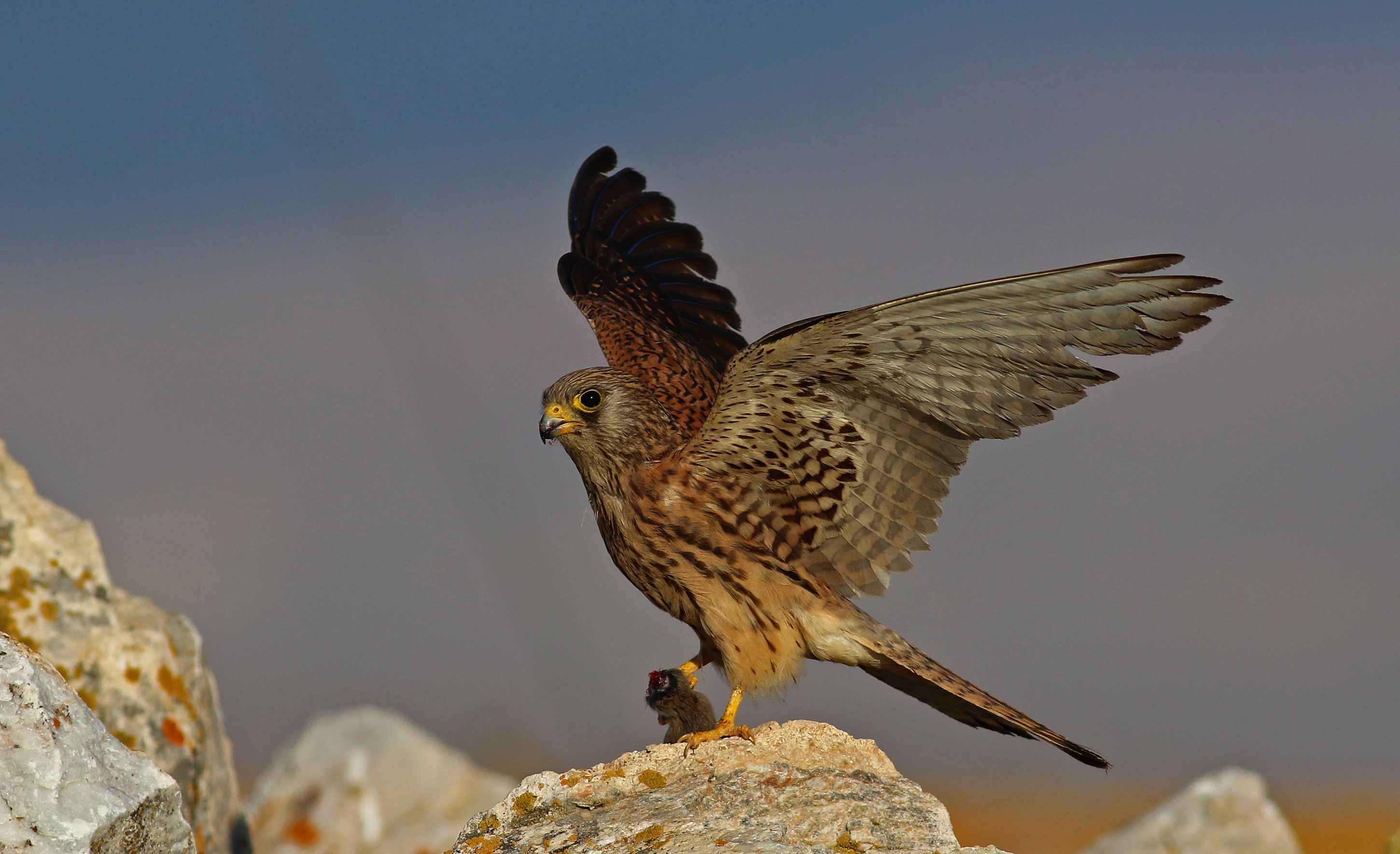 Lesser Kestrel
